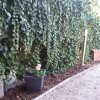 garten 8